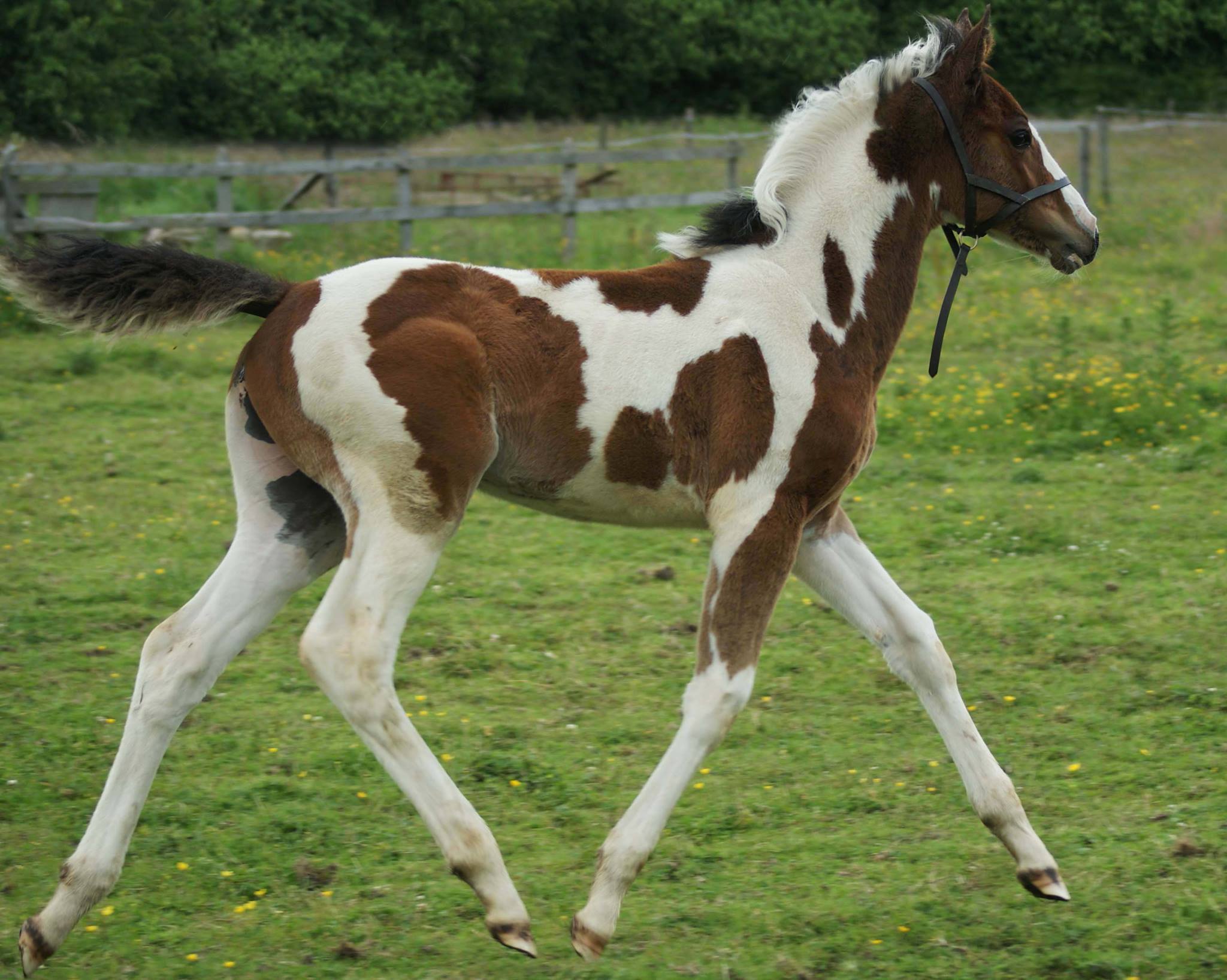 Angrove Mumsbuns Foal